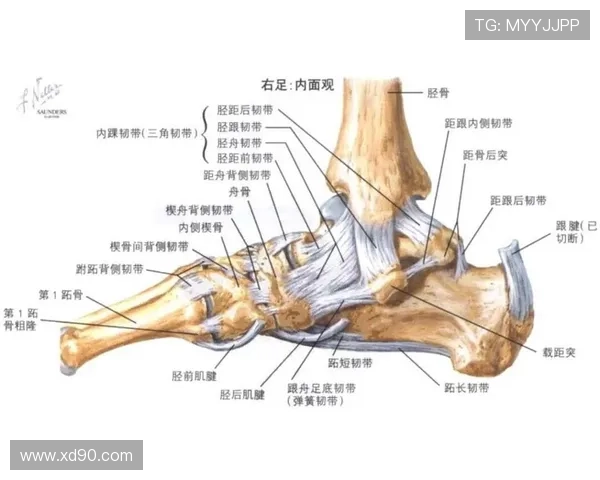 山越康平外侧踝关节韧带损伤情况分析